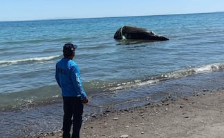 Hallan ballena sin vida en red de pesca en zona costera de BCS; buscan preservar osamenta para divulgación 
