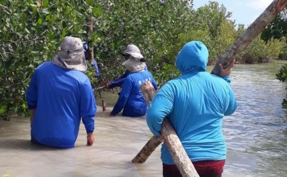 Profepa clausura cinco predios en Yucatán; detectan daños a manglares y dunas.
Foto: Especial.