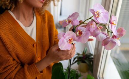 Conoce la bebida casera ideal para revivir tus orquídeas