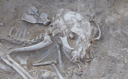 Encuentran el origen de los primeros gatos domésticos 