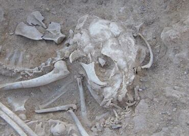 Encuentran el origen de los primeros gatos domésticos