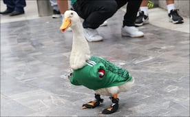 IMPI recibe múltiples solicitudes para registrar como marca al “Pato Merlín”; asegura que resolverá conforme a la ley