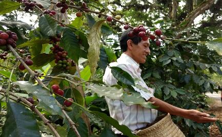 El café de especialidad busca nuevas maneras para venderse