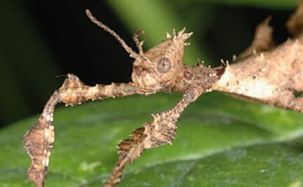 Los insectos se camuflaban desde hace 165 millones de años