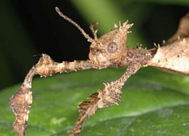 Los insectos se camuflaban desde hace 165 millones de años