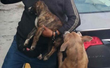 Policías rescatan a perrito que cayó a barranco en Álvaro Obregón 