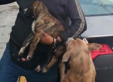 Policías rescatan a perrito que cayó a barranco en Álvaro Obregón