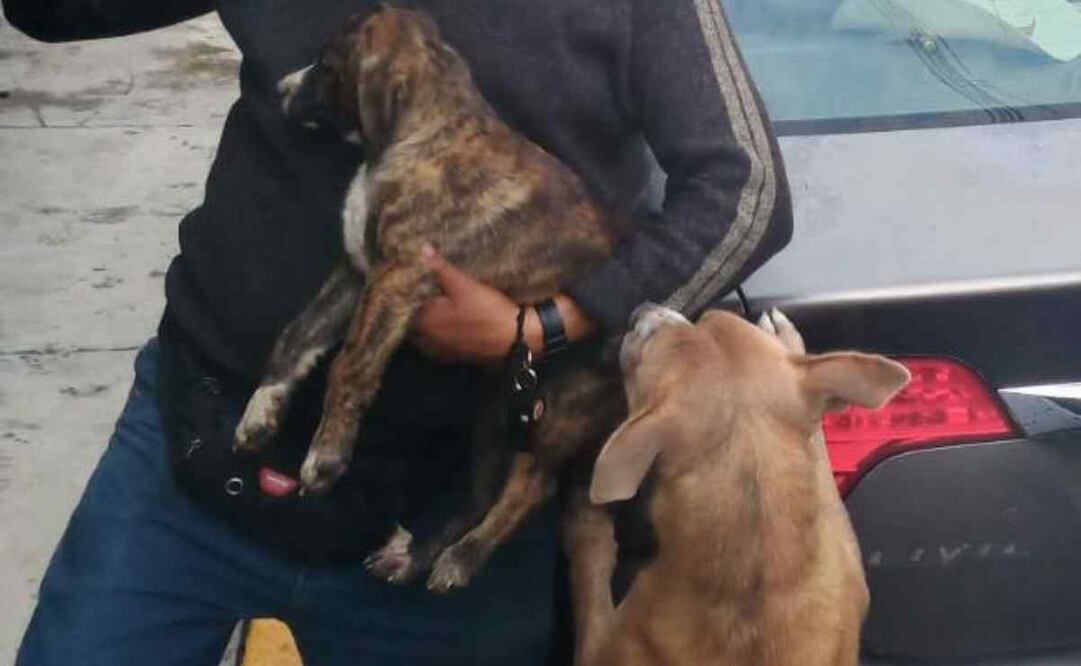 Cachorrito de dos meses de edad cayó por un barranco. Foto: Especial