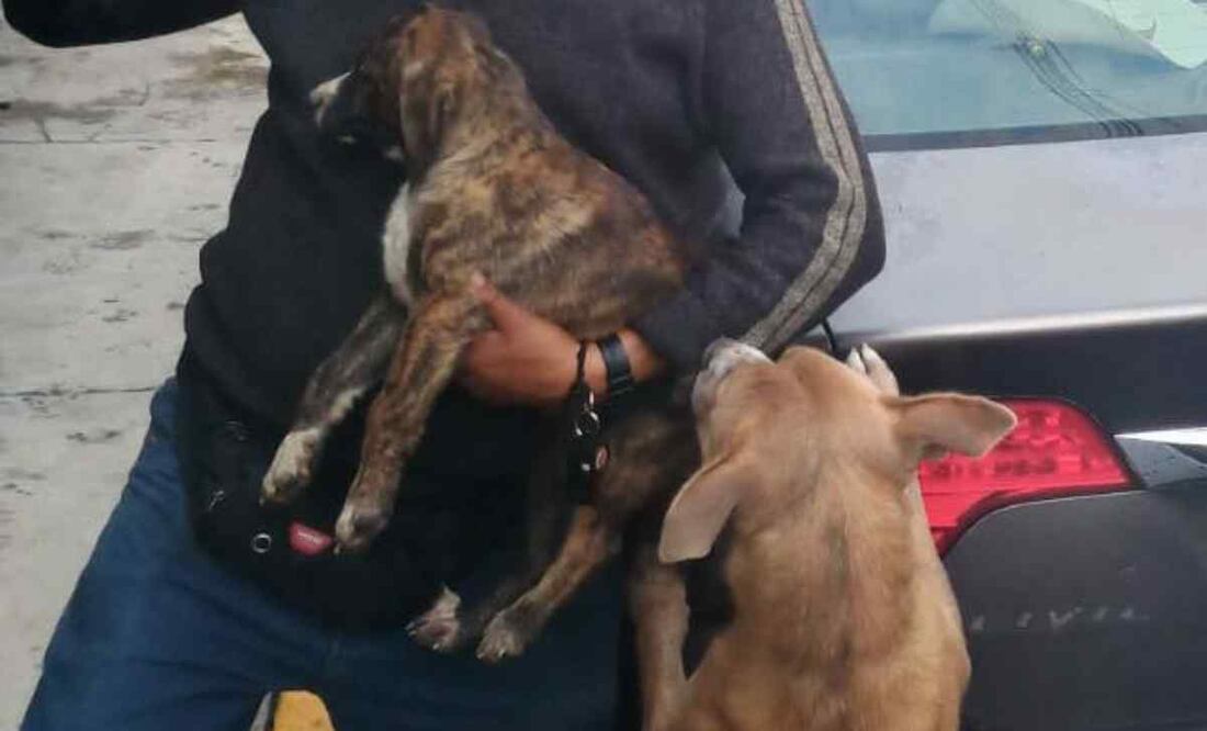 Cachorrito de dos meses de edad cayó por un barranco. Foto: Especial