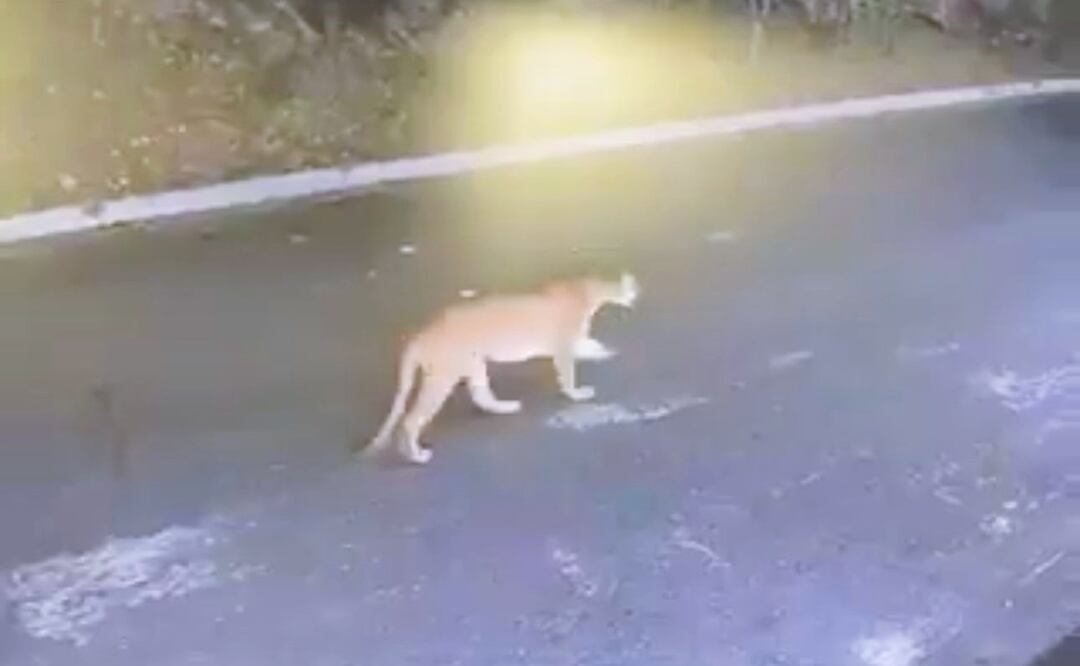 Captan a puma en San Pedro Garza García, Nuevo León. Foto: Especial