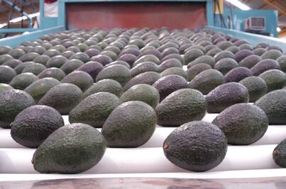 México lleva ante OMC queja contra Costa Rica por restricciones al aguacate