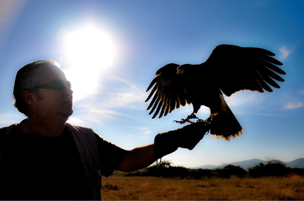 Posada sobre el brazo de ese hombre, “Peroteña” agudiza su vista, extiende sus enormes alas color café y emprende el vuelo en modo de cazadora. 