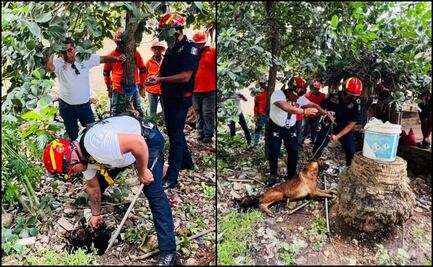 Tras dos días, rescatan a perrito “Rocky” del fondo de un socavón en Yucatán