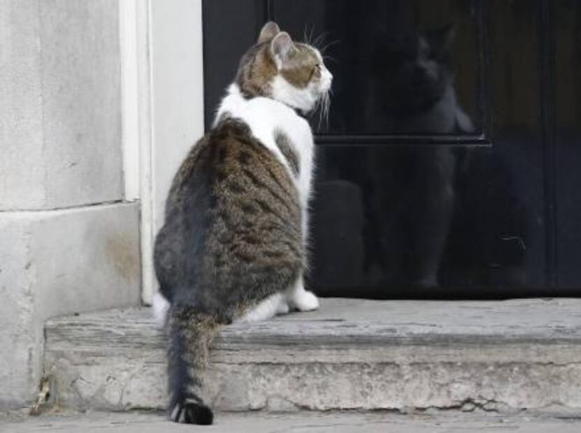 Cameron se va, pero Larry el gato cazaratones se queda