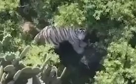 Tigre de Bengala blanco es localizado con drones tras intensa búsqueda, en Edomex