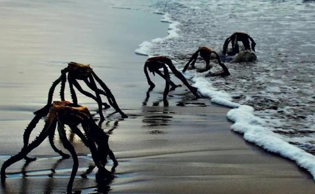 Estas plantas tienen un color verde opaco, a veces con un aspecto ligeramente azulado. Foto: Facebook de Jan Vaster
