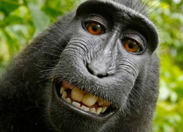 Demandarán para que mono sea declarado dueño de selfies