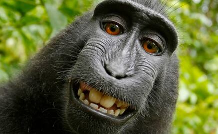 Demandarán para que mono sea declarado dueño de selfies