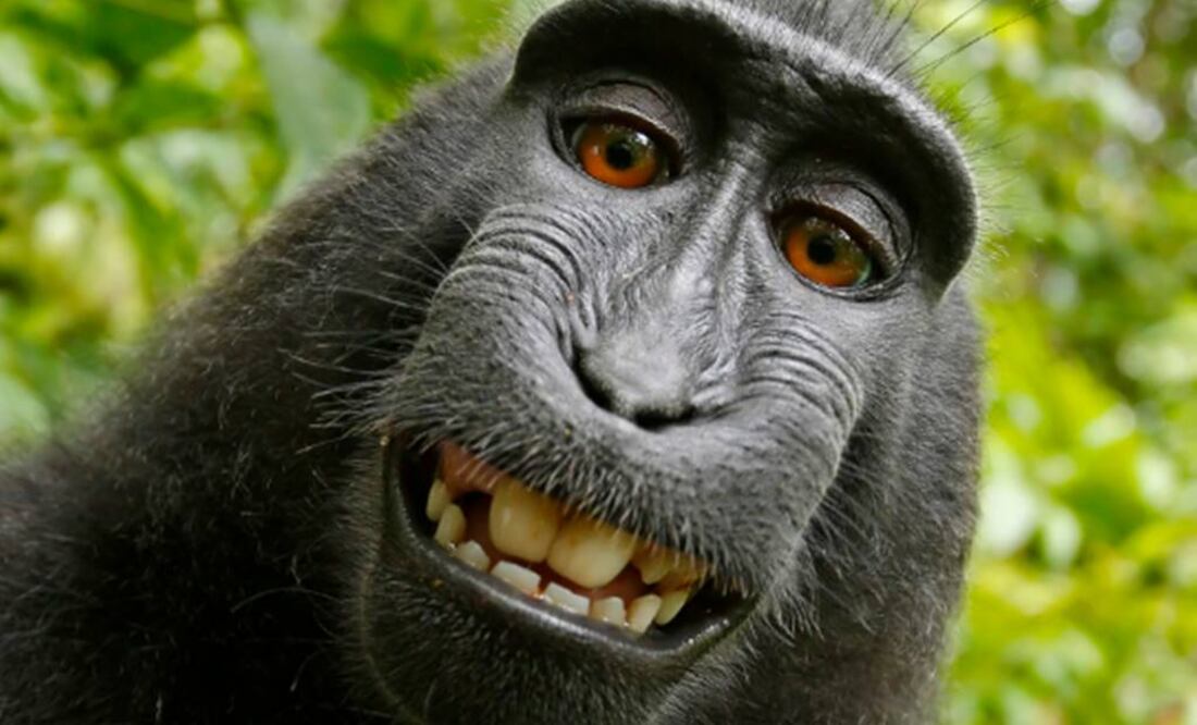 Selfie captada en 2011 por un macacoen la isla indonesia de Sulawesi. Foto: David Slater / PETA vía AP