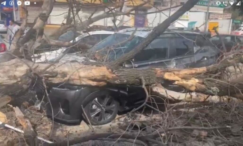 Desplome de árbol en Hacienda de Echegaray, Naucalpan deja cuatro personas lesionadas