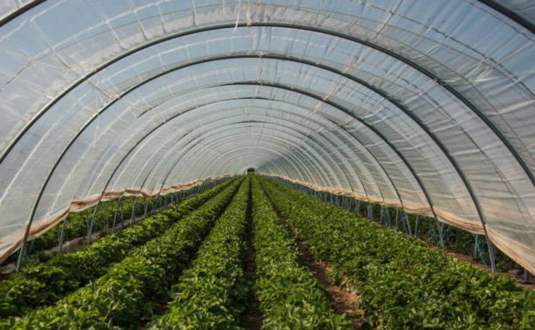 Invernaderos. (18/11/25) Foto: iStock