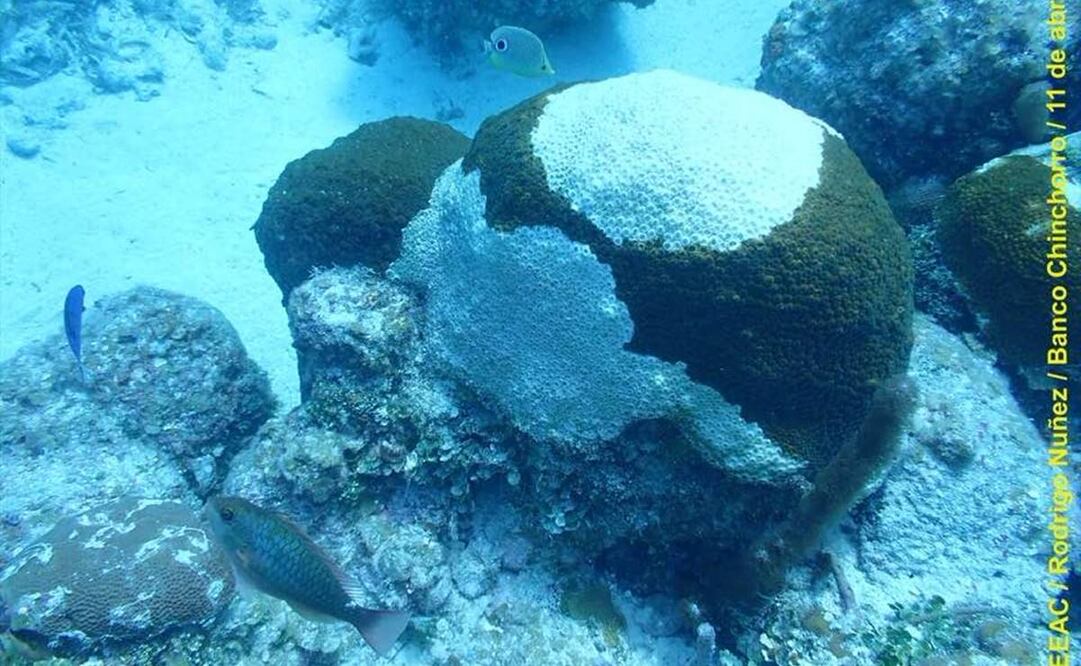 Un Monitoreo de Biodiversidad en Banco Chinchorro, arrojó evidencias sobre la posible presencia del Síndrome Blanco en diversas colonias de coral /Foto: Fotos:  Cinvestav en Mérida, Yucatán