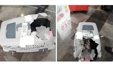 Hombre destroza jaula de su mascota y culpa a aerolínea... hay otros datos 