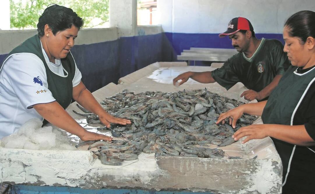 El tema del camarón, así como el del plátano, mantienen en vilo las negociaciones del tratado con Ecuador.