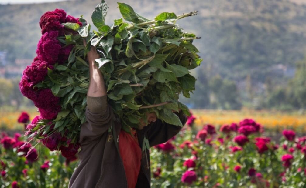 Visita los campos de cempasúchil en el estado de Puebla