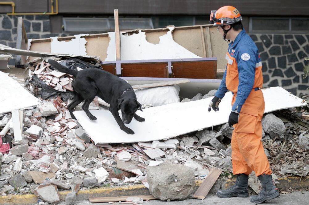 delegación de especialistas japoneses, antes de regresar a su país, simuló el rescate de dos personas y demostraron cómo trabajan sus canes (JUAN BOITES. EL UNIVERSAL)