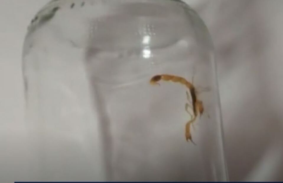 Típico que compras una bolsa en China y te llega con un escorpión 