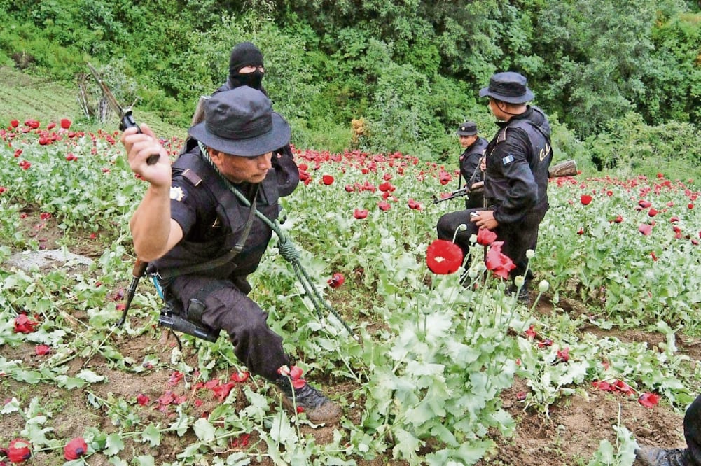 El microclima de cinco municipios guatemaltecos colindantes con México es propicio para el cultivo de amapola. (ARCHIVO EL UNIVERSAL)