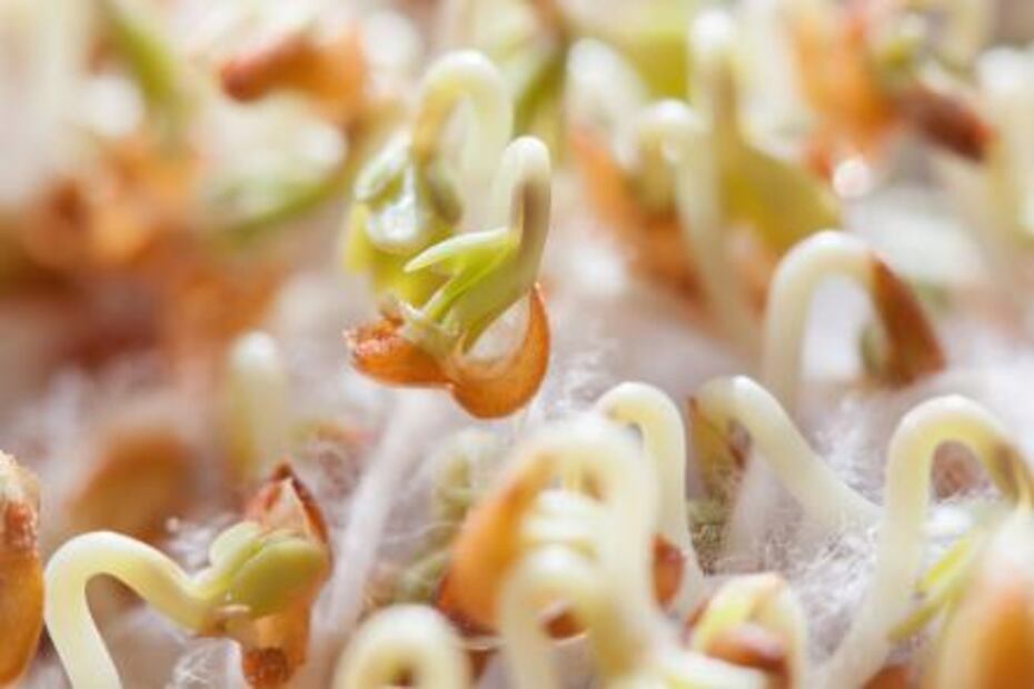 Alimentos que elevan la hemoglobina