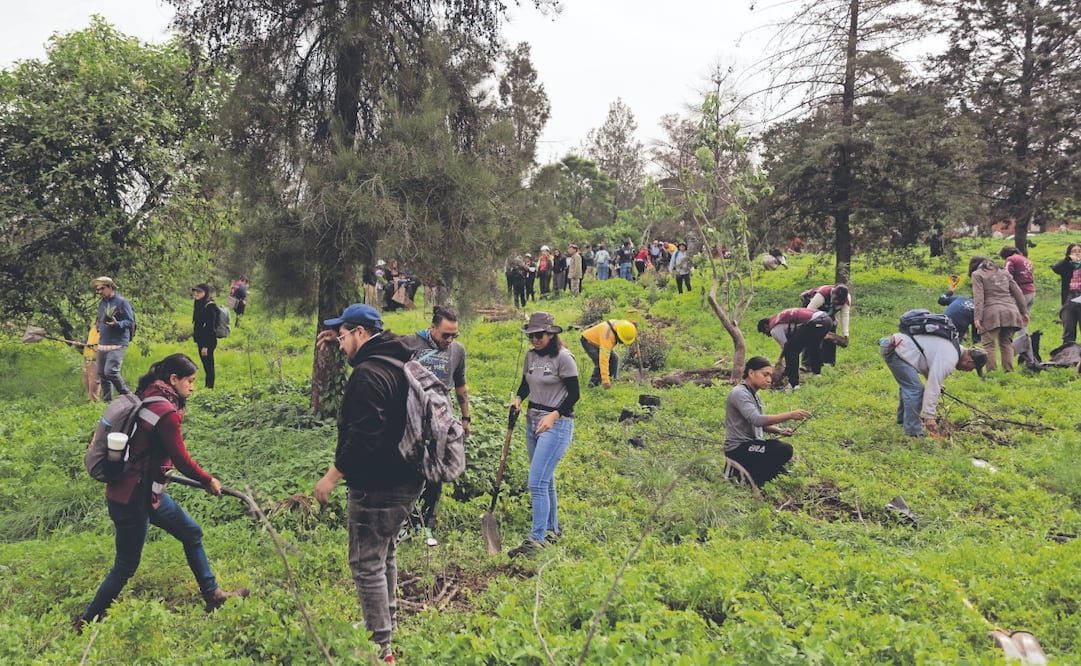 El programa Huizachtépetl: raíces para el futuro está enfocado en el reverdecimiento del Cerro de la Estrella. Foto: de Hugo Salvador. El Universal
