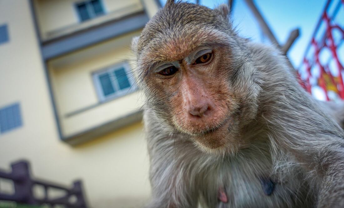 Foto: Mladen ANTONOV / AFP, archivo