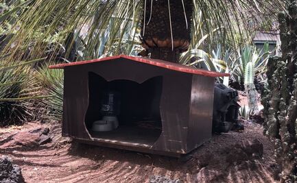 FOTOS Así son las casitas de los gatos que habitan Palacio Nacional, con chip y alimentación especial
