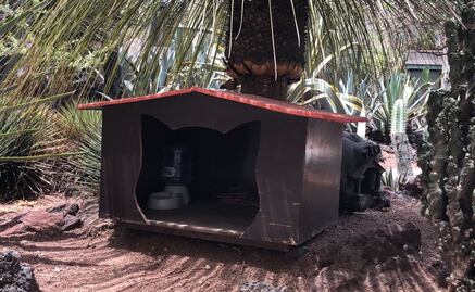 FOTOS Así son las casitas de los gatos que habitan Palacio Nacional, con chip y alimentación especial