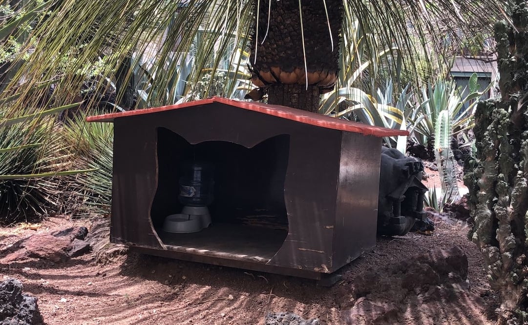Los gatos que viven en Palacio Nacional tienen asegurado su cuidado. Foto: Alberto Morales / EL UNIVERSAL