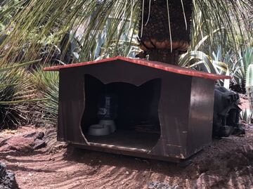 FOTOS Así son las casitas de los gatos que habitan Palacio Nacional, con chip y alimentación especial