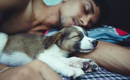 Pros y contras de dormir en la cama con mascotas, según expertos veterinarios
