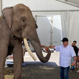 Big Boy, elefante rescatado de circo en Jalisco, llega al Zoológico de Culiacán 