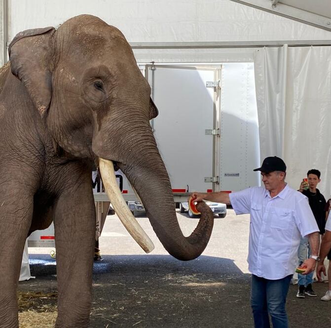 Este paquidermo, con el nombre artístico de Big Boy, podrá ser observado por los visitantes al Zoológico de Culiacán. Foto: Especial 