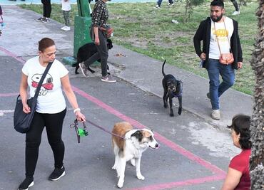 Lomitos buscan perder el miedo a cohetes en Tlalpan; arranca 2do Taller de Rehabilitación de Perros