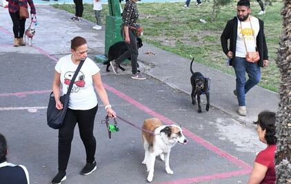 Lomitos buscan perder el miedo a cohetes en Tlalpan; arranca 2do Taller de Rehabilitación de Perros