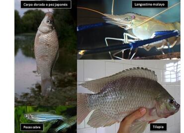 Sismo ocasiona el escape de especies acuáticas invasoras en Morelos