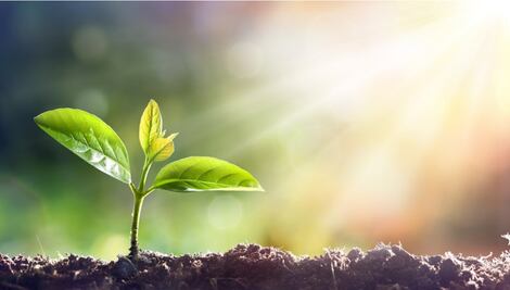 ¿Las plantas tienen memoria?