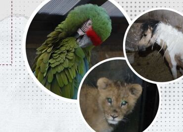 Aseguran "zoológico" en red de huachicol; hallan animales exóticos, ponis y caballos