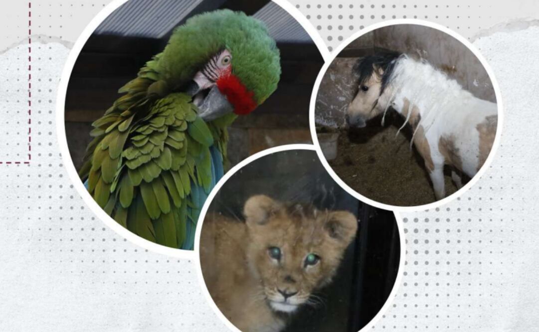 Animales asegurados a red de huachicol / Imagen especial