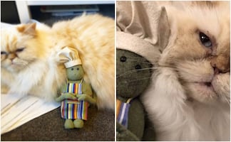 Muere Miss Penny, gatita de Tiny Chef; así se despidió el famoso personaje de su mascota