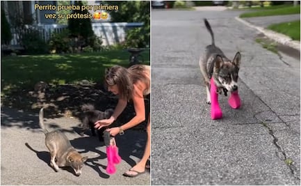 VIDEO: Perrito prueba por primera vez una prótesis y su reacción se vuelve viral en TikTok